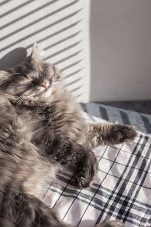 Domestic long haired gray cat with green eyes sitting near window with shades from blinds and having sun. Selective soft focus. Cat in home interior. Image for veterinary clinics, sites about pets.の写真素材