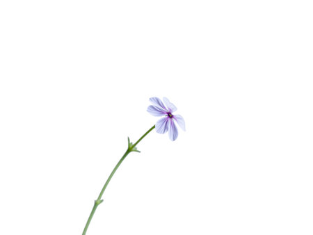 A single delicate wildflower with light purple petals is presented isolated on a clean white background.の素材