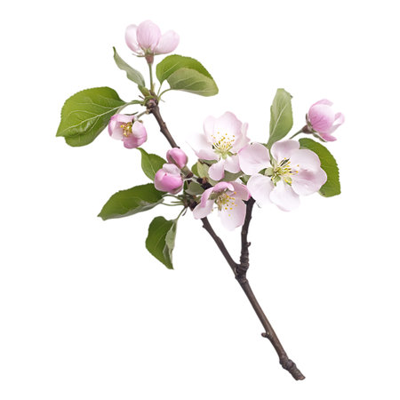 A single branch of apple blossoms with vibrant green leaves and soft pink buds, presented isolated on a white background.の素材