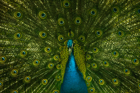 Portrait of beautiful peacockの写真素材