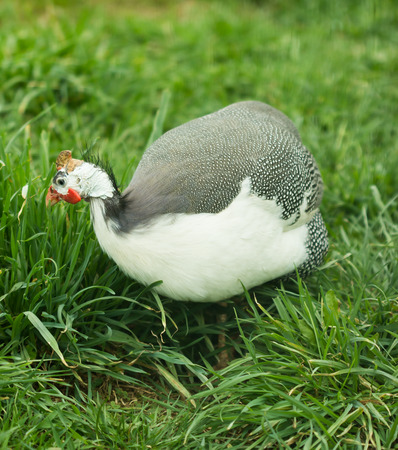 Wild guineaの写真素材