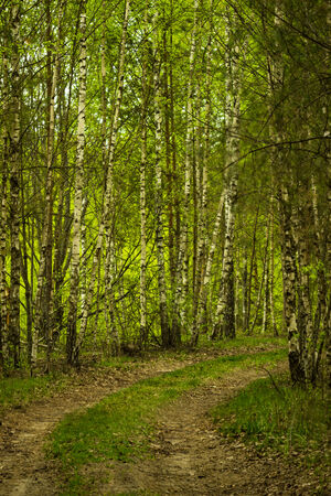 Forest roadの写真素材