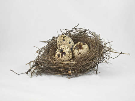 eggs in the nestの写真素材