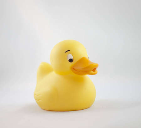 duckの写真素材