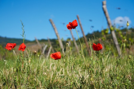 Travel wine route in France. La route des vins.の写真素材