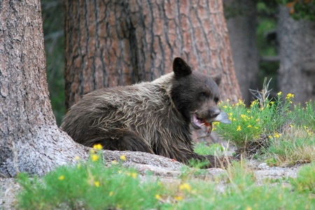 Bear eating fishの写真素材