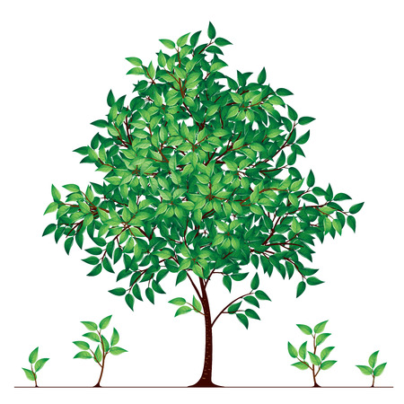 Tree in florescence. Eps8. CMYK. Global colors. Gradients usedのイラスト素材