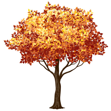 Tree in fall isolated on white. CMYK. Organized by layers. Global colors. Gradients free.のイラスト素材