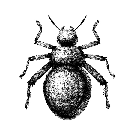 Black and white vector abstract beetle hand-drawn in the style of vintage etchingsのイラスト素材