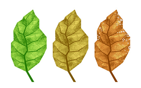 Three vector tobacco leaves with veinsのイラスト素材