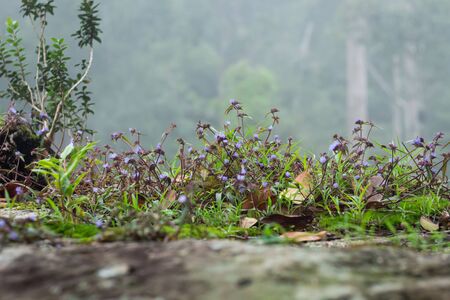 Flowers on the cliff