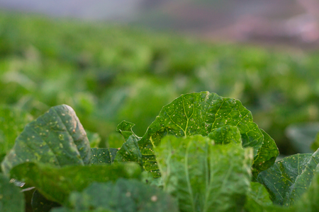 Garden green lettuceの写真素材