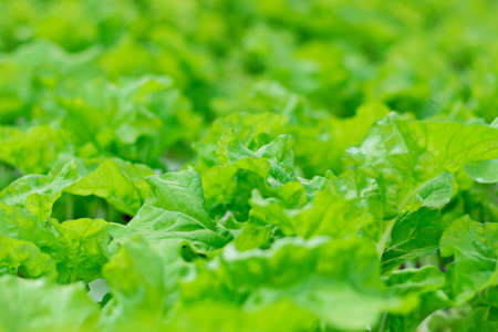 Growing organic vegetables.の写真素材
