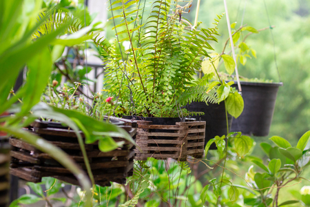 Tree, plants for home decoration, add beauty to the garden.の写真素材
