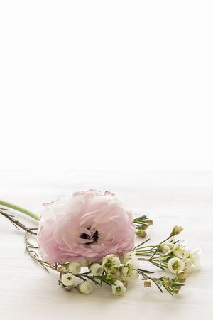 Cherry blossoms with pink ranunculusの写真素材