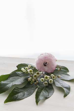 Pink ranunkel on a leafの写真素材