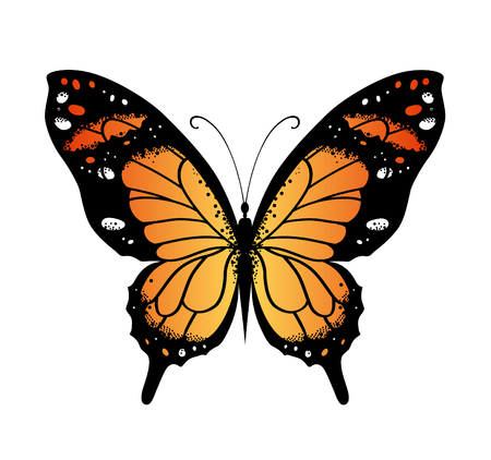 Bright color  butterfly for decoration designの写真素材