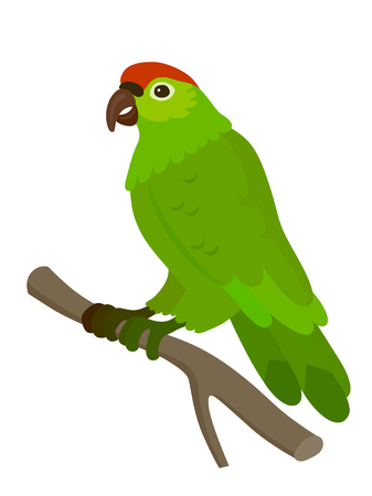 Green parrot with a red spot on his head, isolated vector illustration.  Perfect cards or any other kind of designのイラスト素材