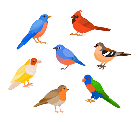 A set of colorful birds, isolated vector illustrationのイラスト素材