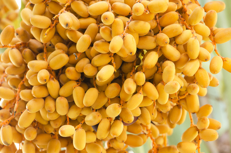 Closeup of cluster of orange date palm being slowly ripening.の写真素材