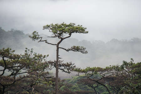 Pine tree field on mountain