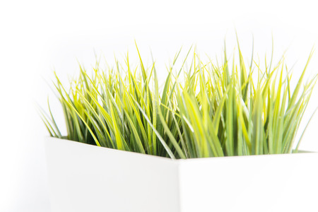 Decorative grass in flowerpot with white backgroundの写真素材