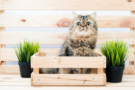 Young persian cat in wooden boxの写真素材