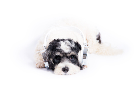 Dog listening to music isolated on whiteの写真素材
