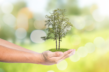 Sustainable Green Ideas with tree planting on volunteer's handsの写真素材