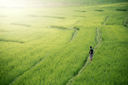 Man traveler looking at green rice fieldの写真素材