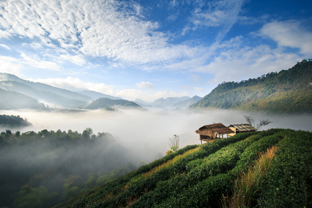 Green tea plantation with fog, Doi Angkhang mountain, Chiangmai, Thailandの写真素材