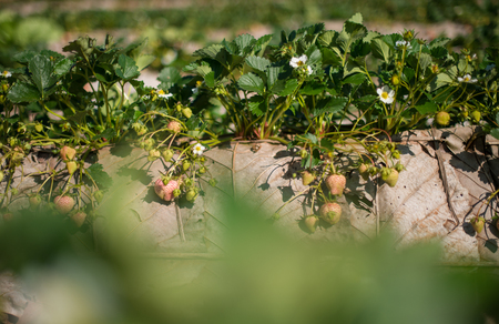 Strawberry farm, Doi Angkhang mountain, Chiangmai, Thailandの写真素材