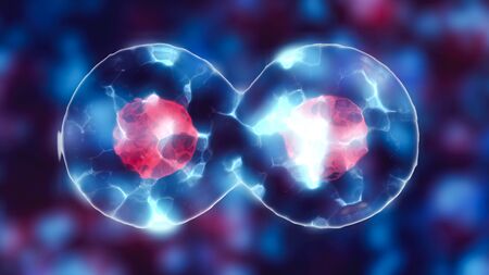Dividing cell with nucleus in mitosis and multiplication of cells for beauty and biologyの写真素材