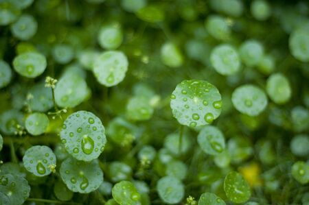 Plant with mornin dews
