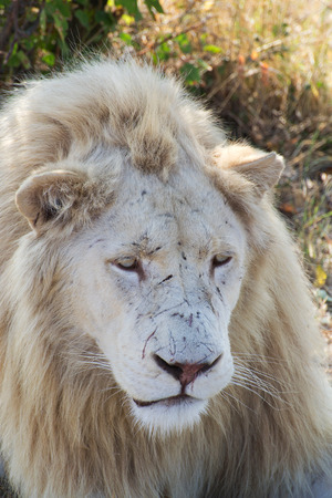 White lion portrait  Safari park Taigan Crimea 