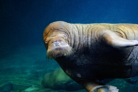 Portrait of a beautiful walrus underwater looking directly at youの写真素材