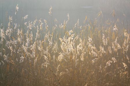 A view of the sunrise through the grass, Field of grass during sunriseの写真素材