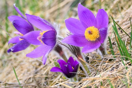crocuses on a mountain meadow in the Tatra Mountains, Slovakia