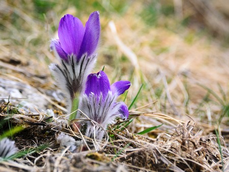 crocuses on a mountain meadow in the Tatra Mountains, Slovakia