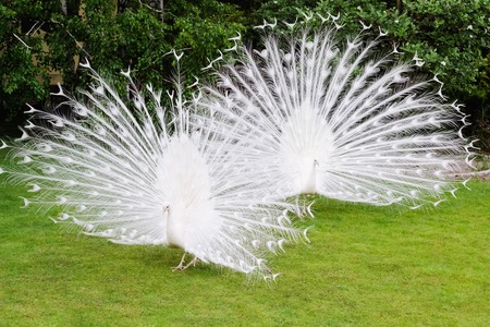 Male white peacocks are spread tail-feathers. Ukraine Dnepropetrovskの写真素材