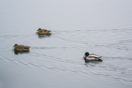 group ducks on the ice in the river in winter. Dnepropetrovsk, Ukraine.の写真素材