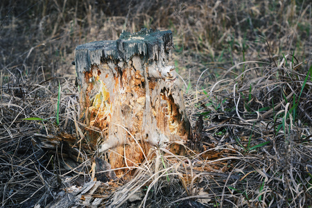 Sinister glowing halloween stump at night in the forest