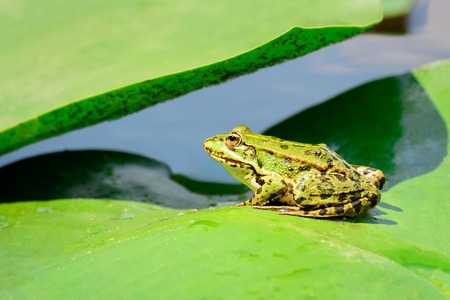 A frog sits on a leaf of a water lily on a lake in the middle of a forest on a warm, sunny summer day,の写真素材