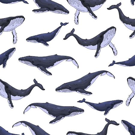 Humpback whales with their calf. Megaptera novaeangliae. Vector illustration, pattern.のイラスト素材