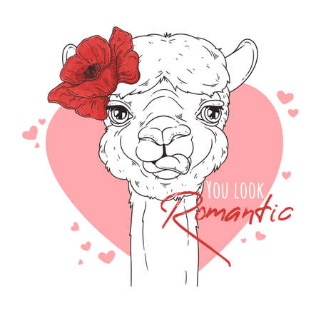Hand drawn portrait of cute alpaca Vector.のイラスト素材