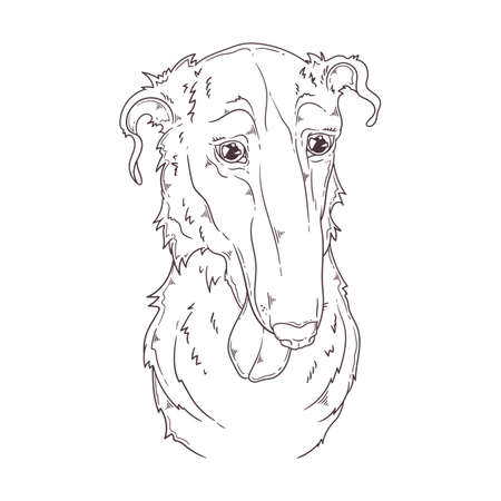 Hand drawn Borzoi dog portrait Vector. Isolated objects for your design. Each object can be changed and moved.のイラスト素材