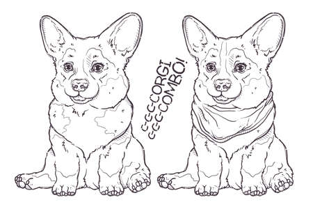 Hand drawn corgi puppy portrait Vector. Combo couple.のイラスト素材