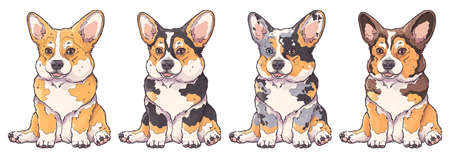 Hand drawn corgi puppy portrait Vector. Dog collection in different fur coats.のイラスト素材