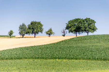 farmers field with trees and cropsの写真素材