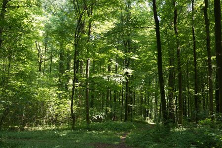 Path within the forestの写真素材